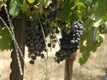 KISHOR WINE-TASTING WARMS HEARTS AT BIBLE LANDS
